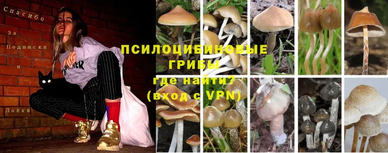 Галлюциногенные грибы MAGIC MUSHROOMS  blacksprut зеркало  Курганинск  купить наркотики цена 